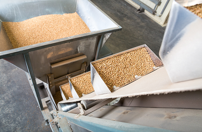 Production line for sorting and packaging buckwheat.